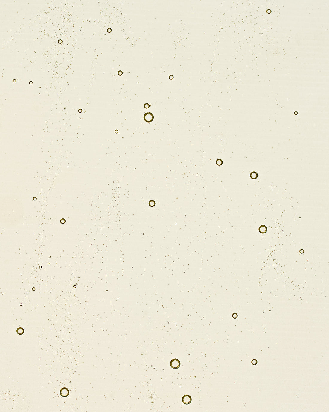 Camellia Mild Facial Oil